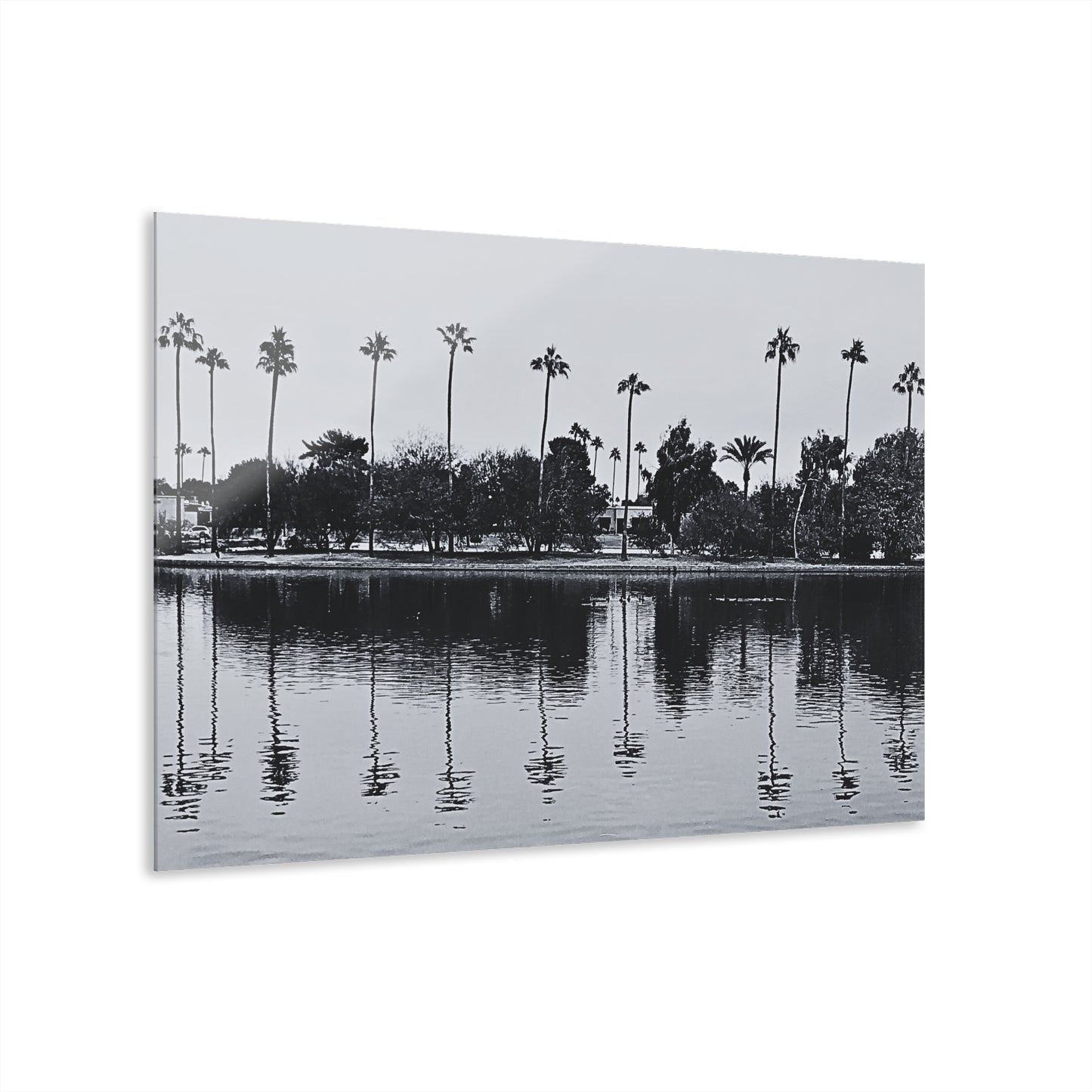 Scottsdale Reflection (II)